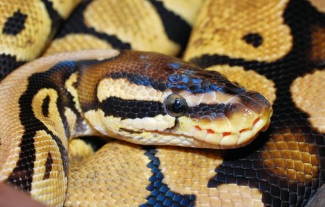 Un bunic din Australia a injunghiat un piton de 4 metri pentru a-si salva nepotul