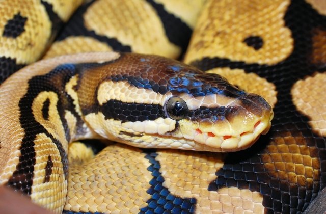 Un bunic din Australia a injunghiat un piton de 4 metri pentru a-si salva nepotul