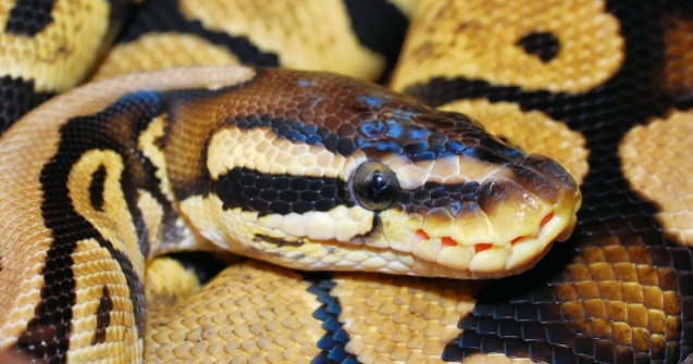 Un bunic din Australia a injunghiat un piton de 4 metri pentru a-si salva nepotul