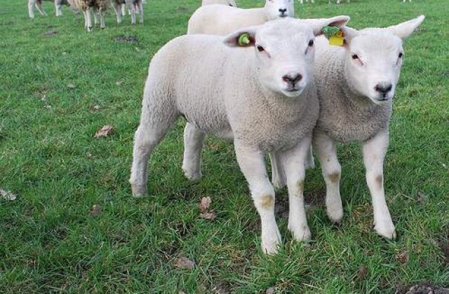 Guvernul nu a majorat subventia pentru cresterea animalelor