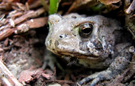 Ti-e frica de cutremure? Ia-ti o broasca