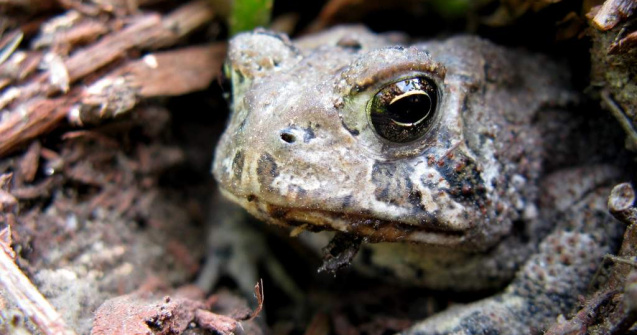 Ti-e frica de cutremure? Ia-ti o broasca
