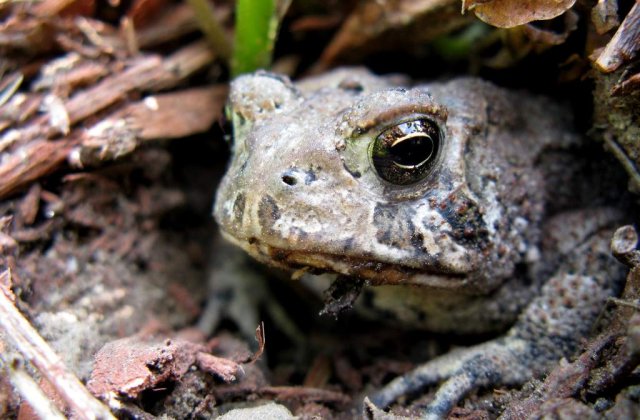 Ti-e frica de cutremure? Ia-ti o broasca