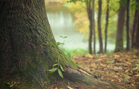 O adolescenta din Zalau a fost gasita spanzurata de un copac