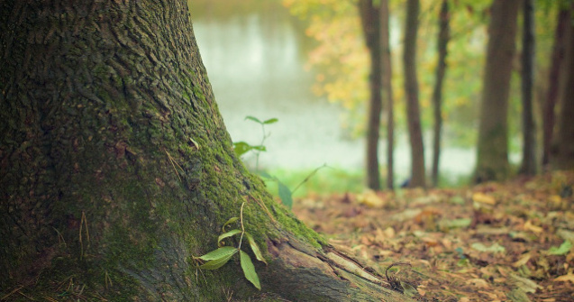 O adolescenta din Zalau a fost gasita spanzurata de un copac