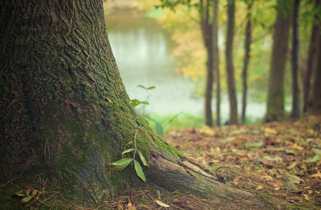 O adolescenta din Zalau a fost gasita spanzurata de un copac
