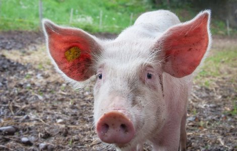 O fetita de un an a ajuns la spital dupa ce a fost muscata de un porc