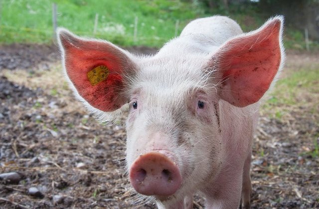 O fetita de un an a ajuns la spital dupa ce a fost muscata de un porc