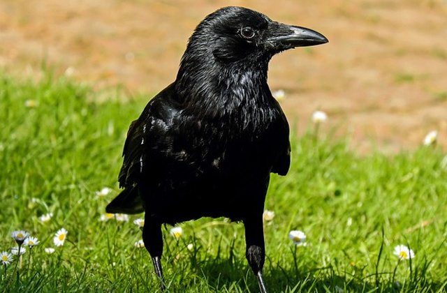 Studiu: Ciorile sunt capabile sa asambleze unelte, o trasatura considerata specifica doar omului si maimutelor mari / VIDEO