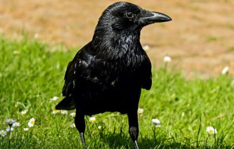 Studiu: Ciorile sunt capabile sa asambleze unelte, o trasatura considerata specifica doar omului si maimutelor mari / VIDEO