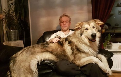  Top  10+ caini adorabili care nu isi dau seama cat de mult au crescut