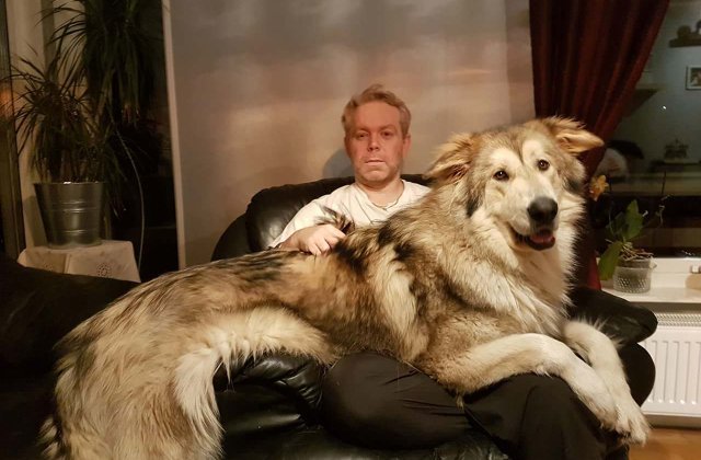 10+ caini adorabili care nu isi dau seama cat de mult au crescut