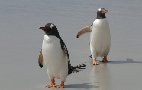 Doi pinguini de acelasi sex au clocit impreuna un ou si au devenit parintii unui pui