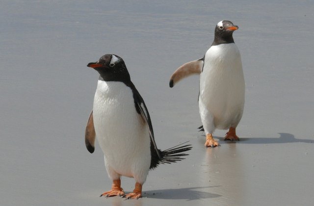 Doi pinguini de acelasi sex au clocit impreuna un ou si au devenit parintii unui pui