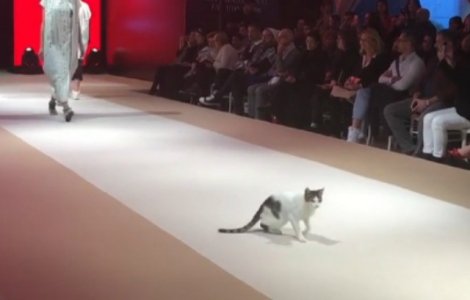 O pisica a aparut neinvitata pe podiumul unei parade de moda / VIDEO