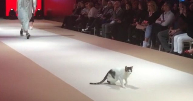 O pisica a aparut neinvitata pe podiumul unei parade de moda / VIDEO