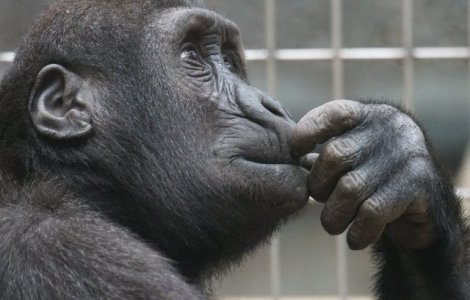 Studiu: Cimpanzeii iau decizii rapide mai inclinate spre altruism si cooperare