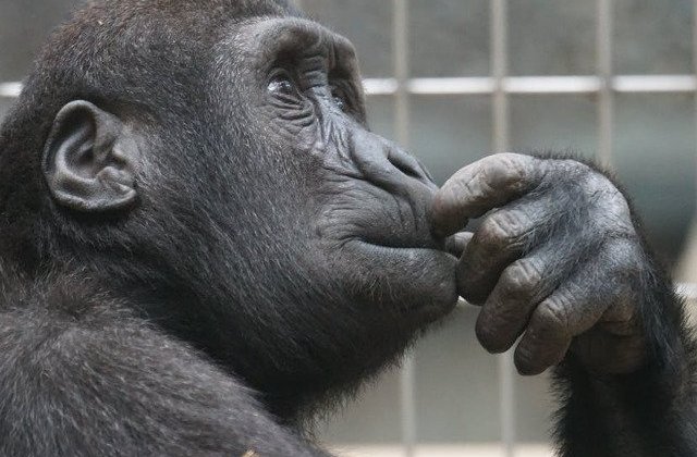 Studiu: Cimpanzeii iau decizii rapide mai inclinate spre altruism si cooperare