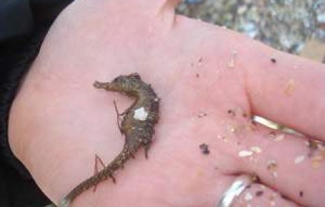 Insarcinat, dar totusi macho: Calutul de mare