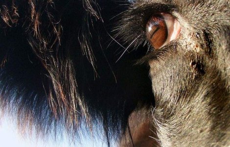 Prima operatie pe inima cu tesut bovin, la Timisoara