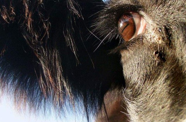 Prima operatie pe inima cu tesut bovin, la Timisoara