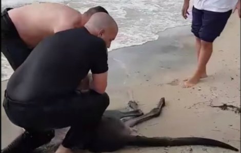Un cangur a fost salvat de la inec de doi politisti / VIDEO