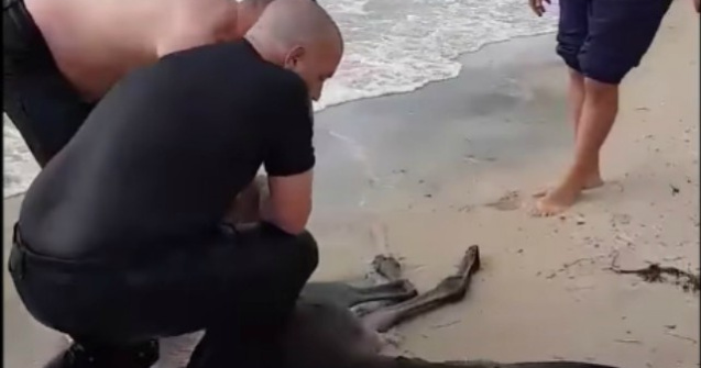 Un cangur a fost salvat de la inec de doi politisti / VIDEO