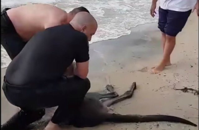 Un cangur a fost salvat de la inec de doi politisti / VIDEO
