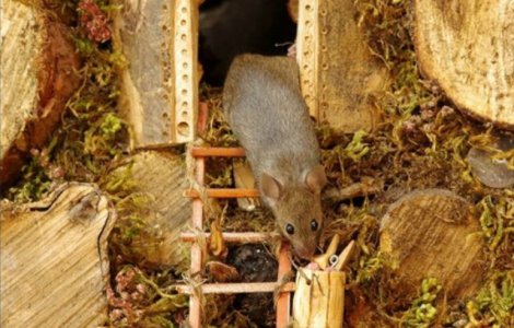 Un fotograf a construit un satuc pentru niste soricei / VIDEO