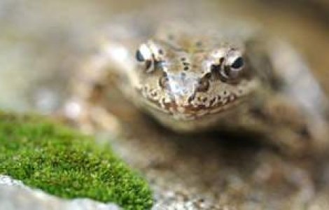 De ce ploua cu broaste?