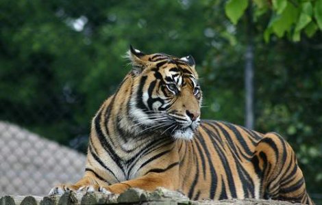 Uciderea tigrului din Sibiu a fost necesara