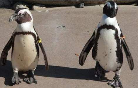  Video  Cel mai celebru cuplu de "pinguini gay" a fost destramat