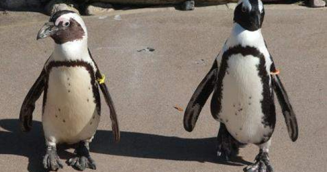  Video  Cel mai celebru cuplu de "pinguini gay" a fost destramat