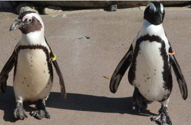 [VIDEO] Cel mai celebru cuplu de "pinguini gay" a fost destramat