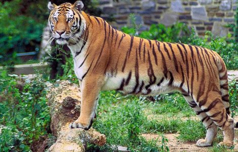 Uciderea tigrului din Sibiu, subiect de ancheta penala