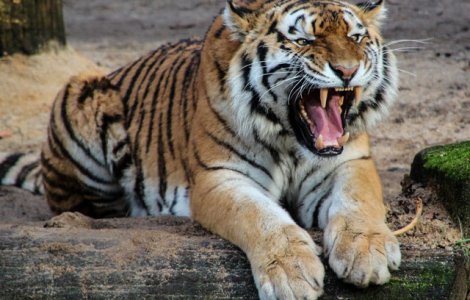 Un tigru care a ucis 13 oameni, impuscat mortal in India