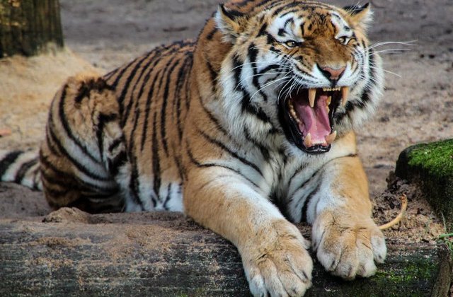 Un tigru care a ucis 13 oameni, impuscat mortal in India