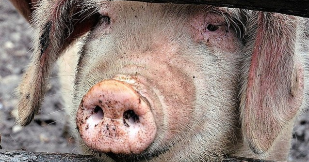 Botosani: Zeci de porci morti gasiti aruncati la marginea localitatilor. Proprietarii se tem sa anunte medicii veterinari