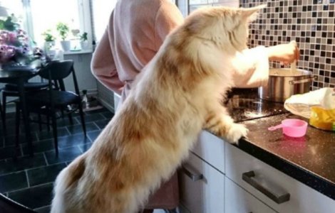 Cum arata o pisica Maine Coon, vedeta pe internet