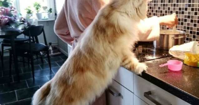 Cum arata o pisica Maine Coon, vedeta pe internet
