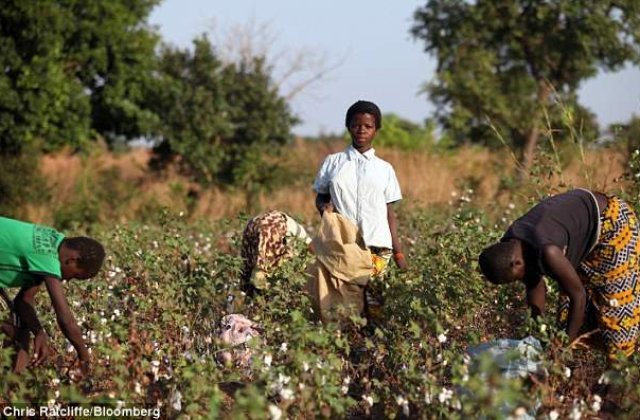Secretul din spatele luxului: Copii, sclavi pe plantatiile de bumbac