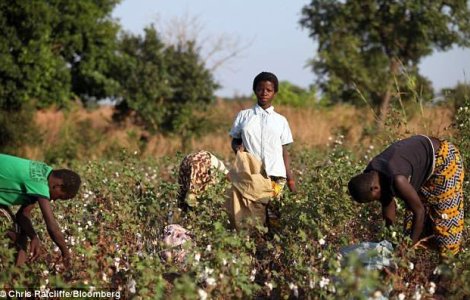 Secretul din spatele luxului: Copii, sclavi pe plantatiile de bumbac