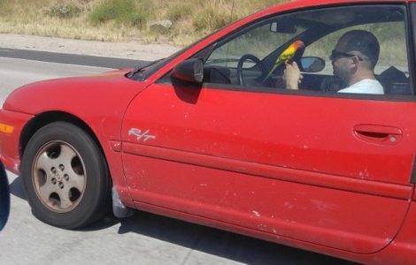  Top  10 soferi inconstienti care nu ar fi trebuit sa obtina permisul auto