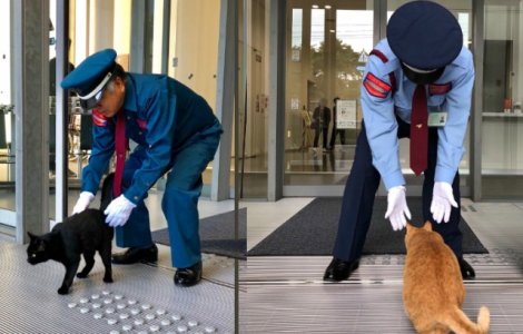 Doua pisici incearca de doi ani sa intre intr-un muzeu din Japonia