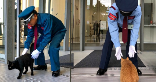 Doua pisici incearca de doi ani sa intre intr-un muzeu din Japonia