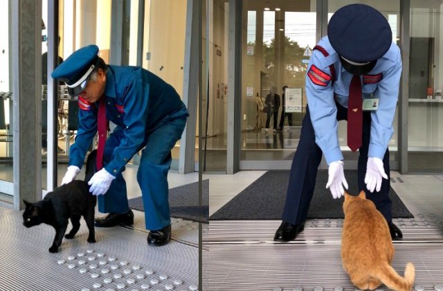 Doua pisici incearca de doi ani sa intre intr-un muzeu de arta din Japonia / VIDEO