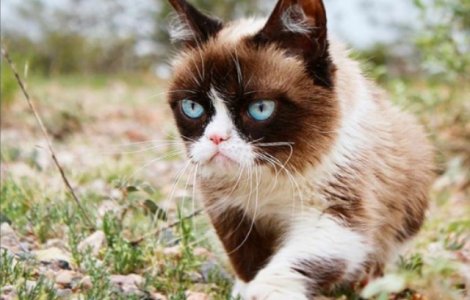  Top  TOP 10 cele mai bogate animale din lume in 2018