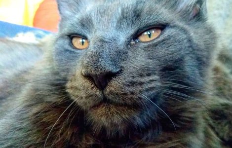  Top  10+ imagini care surprind frumusetea aparte a pisicilor din rasa Maine Coon