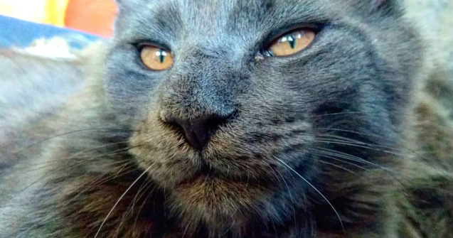  Top  10+ imagini care surprind frumusetea aparte a pisicilor din rasa Maine Coon