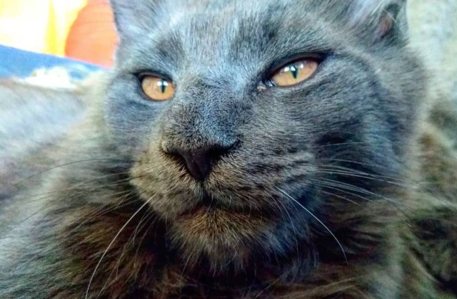 10+ imagini care surprind frumusetea aparte a pisicilor din rasa Maine Coon